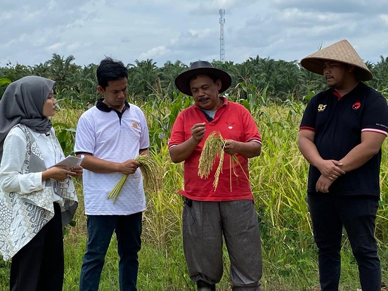 Sumarsono Petani Millenial Panen Raya Padi Gogo Rancah