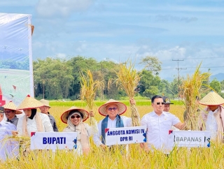 Agus Ambo Djiwa Bersama Komisi IV Panen Raya Padi Tanpa Pupuk di Agam Sumbar