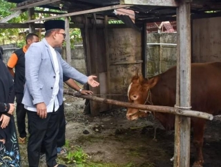 Sujiwo Apresiasi Kekompakan OPD Kubu Raya Kumpulkan 29 Hewan Kurban