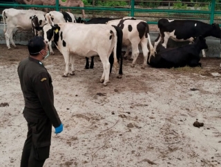 Alex Indra Lukman Minta Kementan Desain Ulang Skema Pemenuhan Daging Ternak Ruminansia