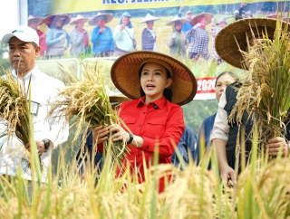 Bupati Karolin Dorong Petani Landak Jadi Penangkar Benih Padi Mandiri