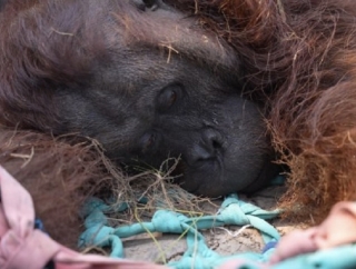 Matinya Orang Utan Sempurna, Alex Indra Minta Kemenhut Susun SOP Lindungi Satwa Saat Karhutla