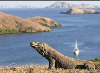 Pemprov NTT Harus Kaji Ulang Tarif Masuk Pulau Komodo 