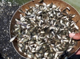 Politisi PDI Perjuangan Minta Polres Periksa Kadis dan Rekanan Bantuan Bibit Ikan dan Udang di Bacan