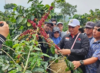 Ketua DPD Dekopi Lampung Panen Kopi Arabika di Kecamatan Sekincau