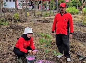 HUT ke-78 Megawati, Banteng Magetan Tanam 200 Bibit Durian