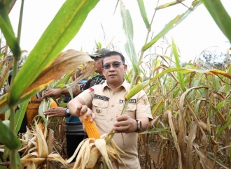 Devi Suhartoni Panen Raya Jagung di Karang Jaya, Perkuat Ketahanan Pangan 