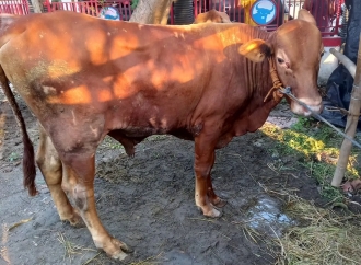 Puan Maharani Sumbang 7 Ekor Sapi Kurban untuk Warga Sukoharjo di Iduladha 2025