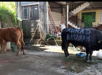 Bobot Hampir 1 Ton, Ahmad Basarah Serahkan 4 Ekor Sapi Qurban di Malang Raya