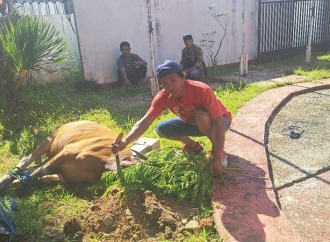 Agus Ambo Djiwa: Daging dan Sapi Kurban PDI Perjuangan Sulbar Dibagikan Kepada yang Berhak 