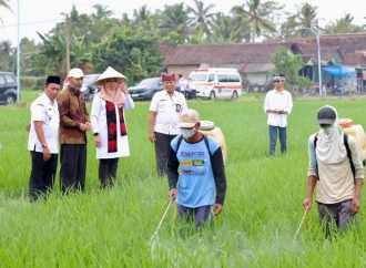 Ipuk: Surplus Beras Banyuwangi Capai 159.320 Ton, Sejalan dengan Program Swasembada Pangan