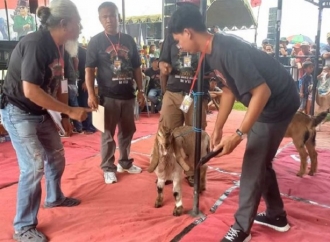 PDI Perjuangan Kabupaten Blitar Gelar Kontes Kambing PE 'Jerabang' Blitar Barat