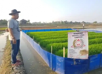 Edi Fauzi Ajak Petani di Kabupaten Indramayu Tanam Bibit Padi Varietas Unggul MSP