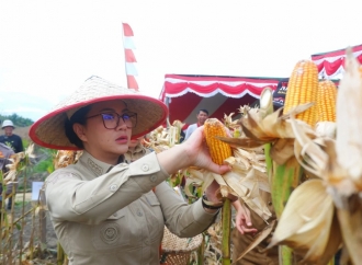 Karolin Gelar Panen Perdana Jagung, Produktivitas Lampaui Rata-Rata Nasional