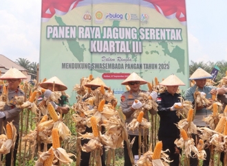 Bupati Sanggau Targetkan Sanggau Jadi Lumbung Jagung Kalbar
