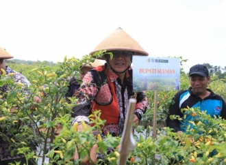 Danang Maharsa Pimpin Panen Raya Cabai dan Semangka di Kalurahan Banyurejo