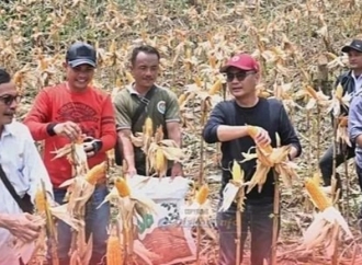 Ya’atulo Gulo Dorong Kemandirian Pangan Desa Lewat Panen Jagung di Nias