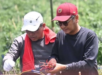 Bupati Nias Panen 4.600 Batang Cabai di Gazamanu