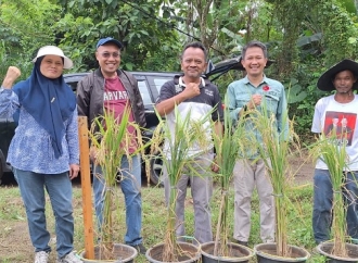 Padi Lokal MSP65 Hasil Pemuliaan Laboratorium PDI Perjuangan Siap Jadi Varietas Unggul Baru GP 65 Bogor