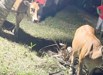 PDI Perjuangan Kab. Bireuen Sembelih Lembu dan Dibagikan ke Warga Pengungsian