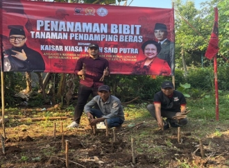 Kaisar Tanam Ratusan Talas-Singkong di Kroya, Dukung Ketahanan Pangan