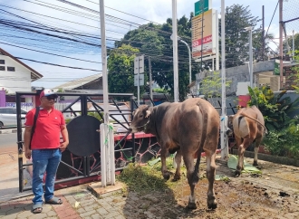 Wujud Kepedulian, DPC PDI Perjuangan Jakarta Timur Salurkan Hewan Kurban Untuk Warga dan UMKM