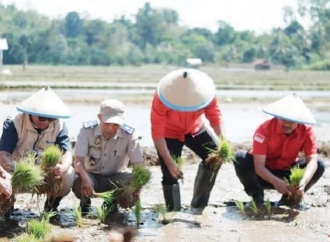 Hidupkan Semangat Marhaenism, PDI Perjuangan Baubau Tanam Padi Bersama Petani, Mahasiswa, dan Pemkot 
