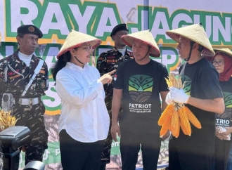 Sinergi Ketahanan Pangan: GP Ansor Kota Semarang Gelar Panen Raya Jagung di Lahan Satu Hektare