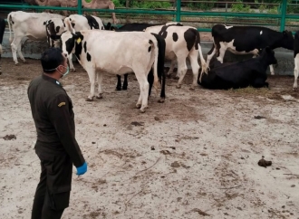 Alex Indra Lukman Minta Kementan Desain Ulang Skema Pemenuhan Daging Ternak Ruminansia