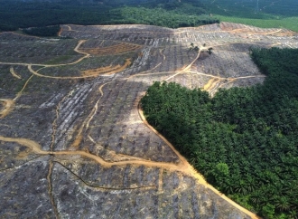 Ekspansi Kelapa Sawit, Negara Harus Pertahankan Jumlah Cakupan Hutan di Satu Sisi