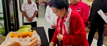 https://img.gesuri.id/crop/350x150/content/2026/06/02/247961/megawati-soekarnoputri-apresiasi-kerja-kreatif-gnti-yang-hasilkan-panen-jagung-dengan-produktivitas-tinggi-EPmp0FFC4P.jpeg