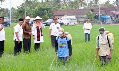Ipuk: Surplus Beras Banyuwangi Capai 159.320 Ton, Sejalan dengan Program Swasembada Pangan