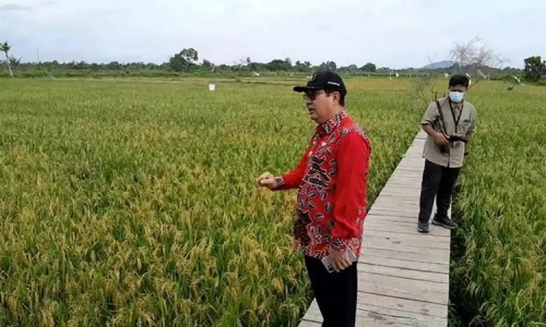 Kamarudin Muten Soroti Melonjaknya Produksi Padi 3,5 Ton Jadi 6 Ton Gabah Per Ha di Danau Nujau