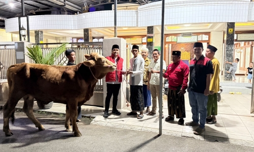 Zaini Serahkan Sapi Kurban DPC PDI Perjuangan ke Masjid Nurul Huda Pakijangan