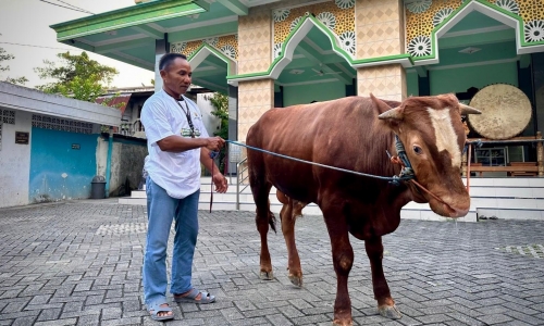 Iduladha 1447 H, Abidin Fikri Salurkan Tiga Ekor Sapi Kurban di Bojonegoro dan Tuban
