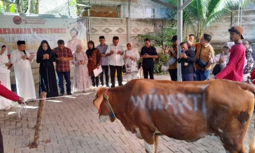 Iduladha 1447 H, DPD PDI Perjuangan Lampung Distribusikan Belasan Hewan Kurban di Tengah Tantangan Ekonomi