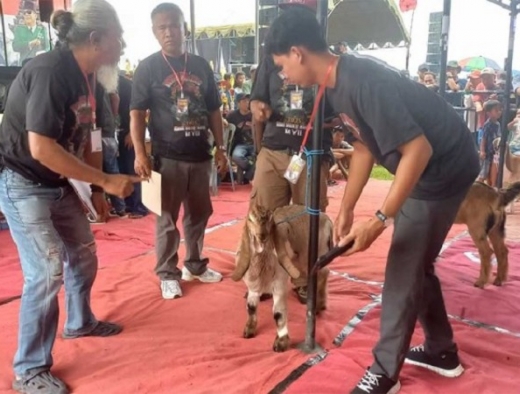 PDI Perjuangan Kabupaten Blitar Gelar Kontes Kambing PE 