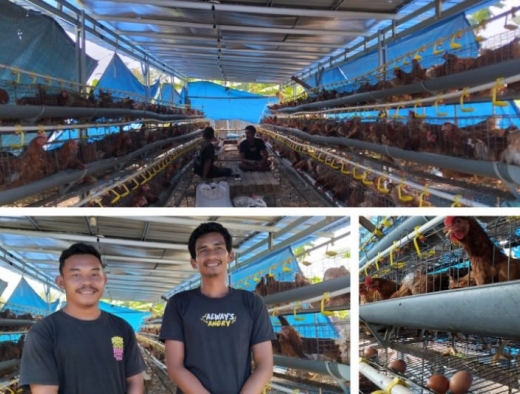 Alex Indra Lukman Bantu Usaha Ternak Ayam Petelur di Mentawai, Disalurkan Ke Kelompok Berkat Menghijau
