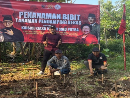 Kaisar Tanam Ratusan Talas-Singkong di Kroya, Dukung Ketahanan Pangan
