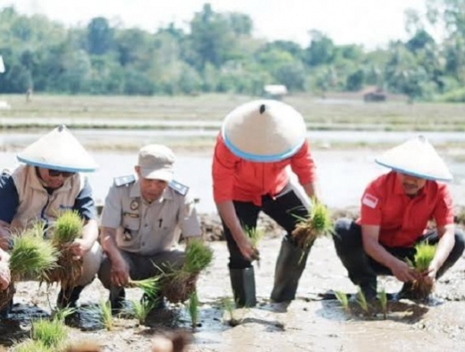 Hidupkan Semangat Marhaenism, PDI Perjuangan Baubau Tanam Padi Bersama Petani, Mahasiswa, dan Pemkot 