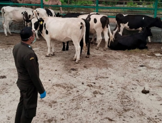 Alex Indra Lukman Minta Kementan Desain Ulang Skema Pemenuhan Daging Ternak Ruminansia