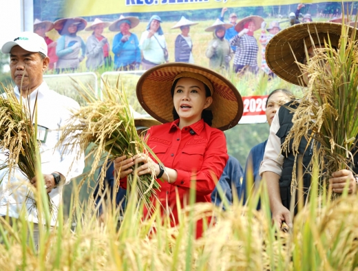 Bupati Karolin Dorong Petani Landak Jadi Penangkar Benih Padi Mandiri