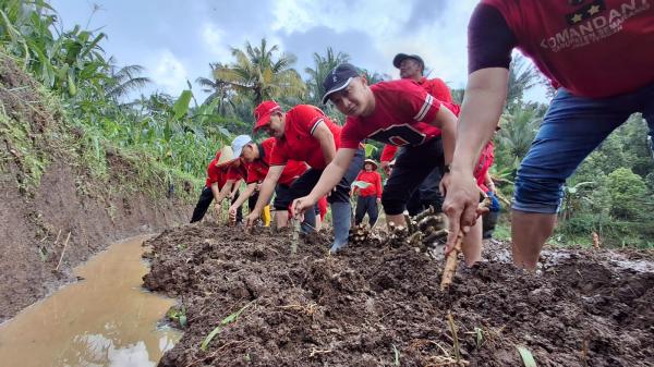 Banteng Kabupaten Semarang Tanam Tanama Pengganti Beras