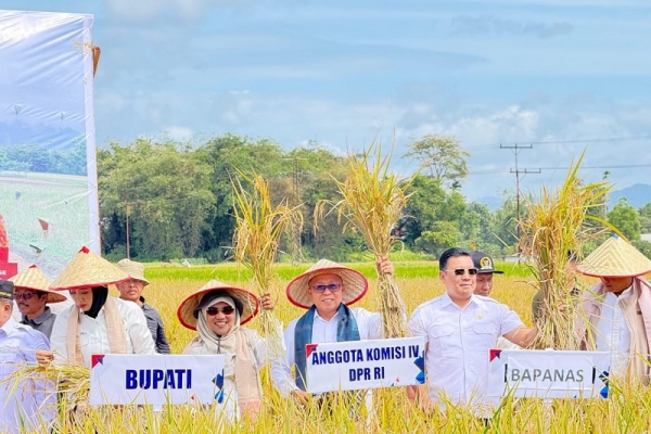 Agus Ambo Djiwa Bersama Komisi IV Panen Raya Padi Tanpa Pupuk di Agam Sumbar