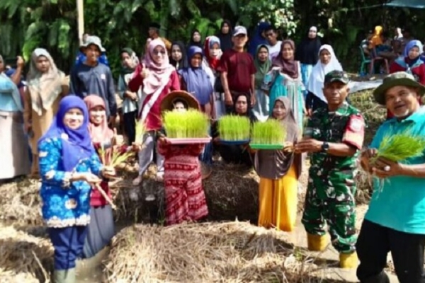 PDI Perjuangan Padang Pariaman Gerakkan Kader Pelajari Sistem 'Sawah Pokok Murah' 