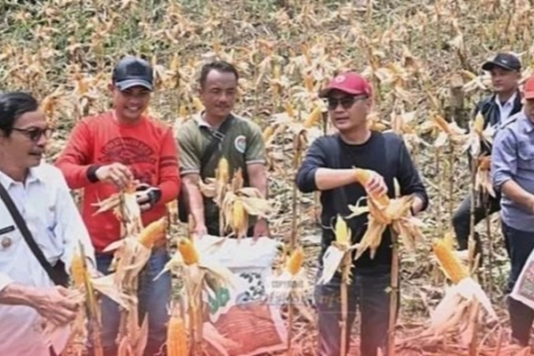Ya’atulo Gulo Dorong Kemandirian Pangan Desa Lewat Panen Jagung di Nias