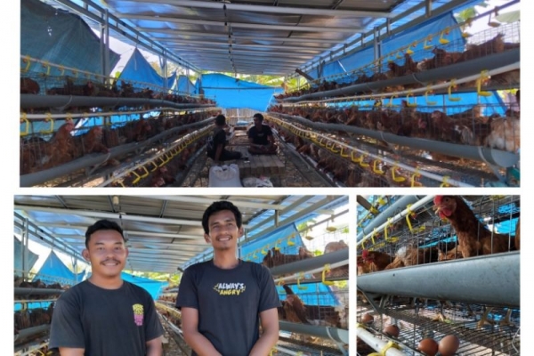 Alex Indra Lukman Bantu Usaha Ternak Ayam Petelur di Mentawai, Disalurkan Ke Kelompok Berkat Menghijau
