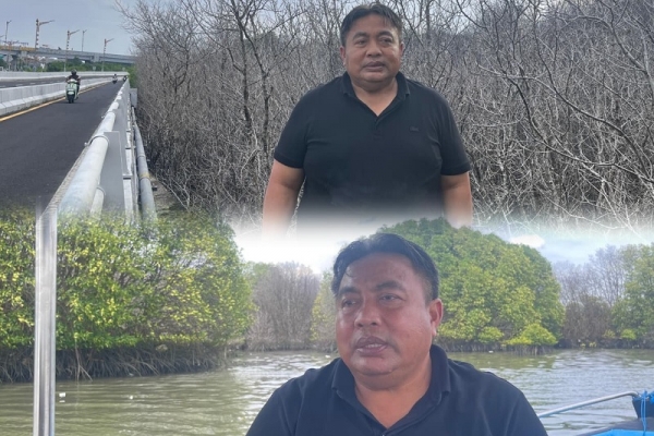 Nyoman Parta Tinjau Pohon Mangrove yang Mati Mendadak di Kawasan Pelindo Benoa