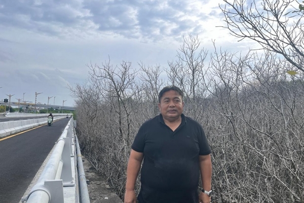 Logam Berat dan BBM dari Pipa Pertamina Penyebab Matinya 300 Pohon Mangrove di Benoa