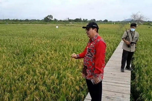 Kamarudin Muten Soroti Melonjaknya Produksi Padi 3,5 Ton Jadi 6 Ton Gabah Per Ha di Danau Nujau
